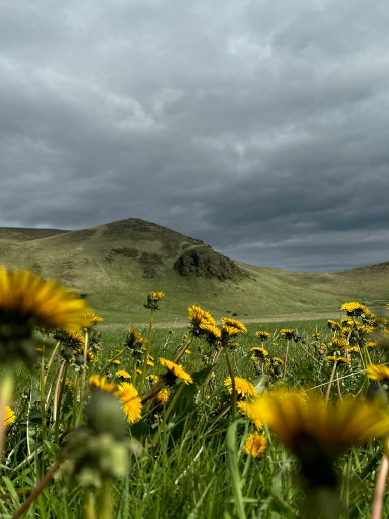 Why the Westfjords Are Ideal for Nature Photography