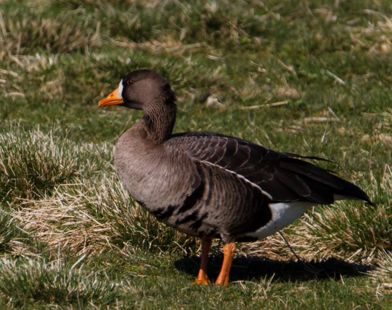 A Greenland white-fronted goose (Anser albifrons flavirostris) standing on grass in Iceland, showing the white face patch and orange bill and legs.
