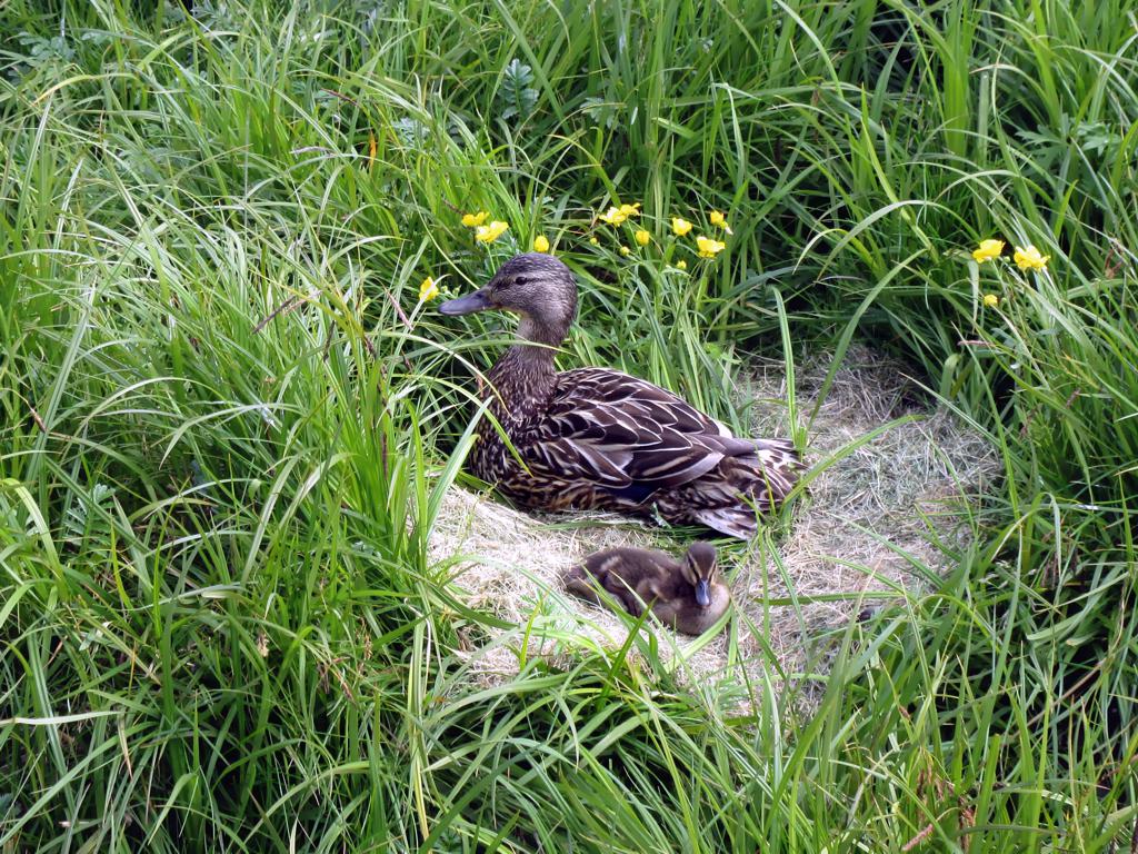 A female common eider duck with a chick resting on rocks at Flatey Island in Breiðafjörður, Iceland