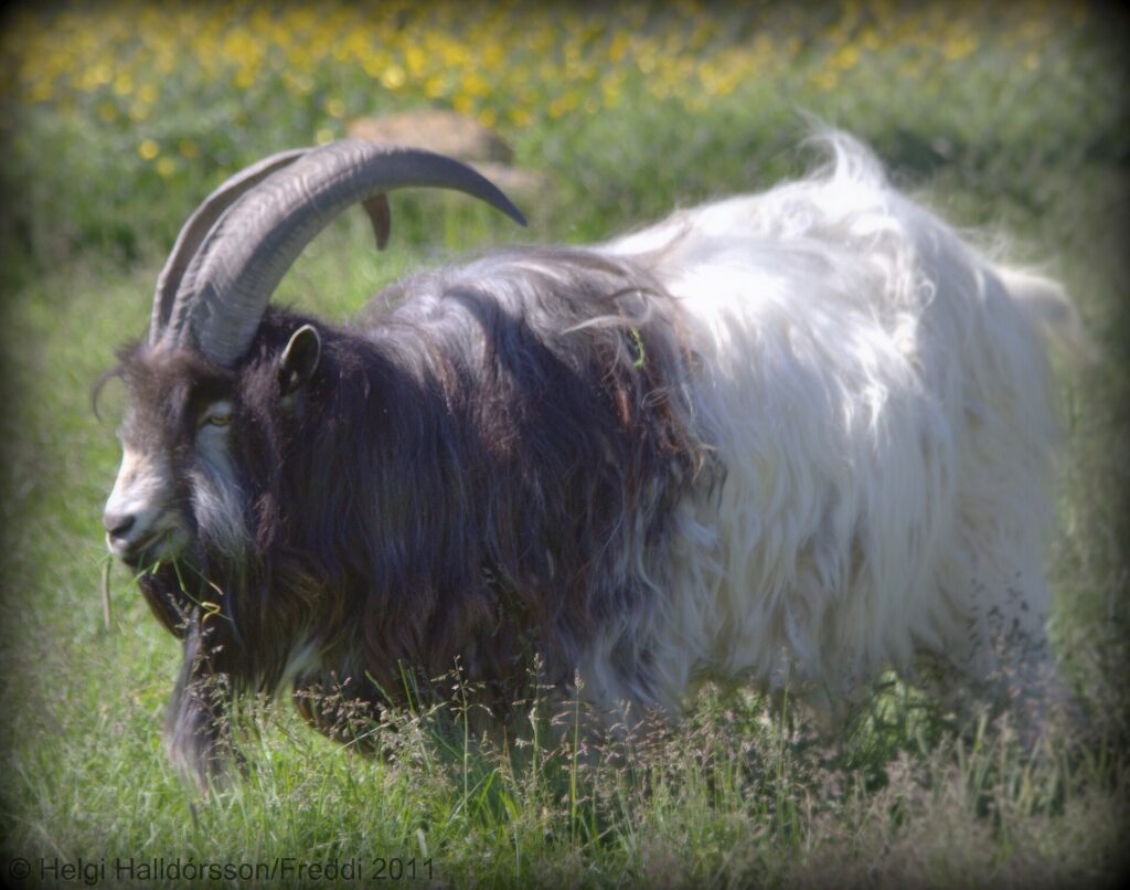 An Icelandic goat with curved horns and a shaggy coat standing outdoors in Iceland