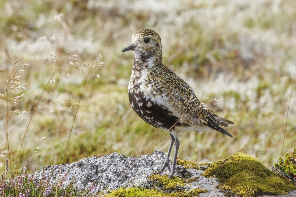 A European golden plover in breeding plumage, mottled gold and black above with a black face and belly, standing on the ground in Iceland.