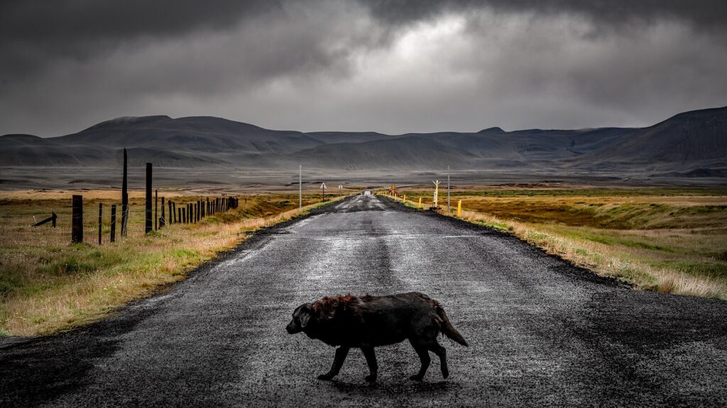 A dog standing on a gravel road in the Icelandic highlands