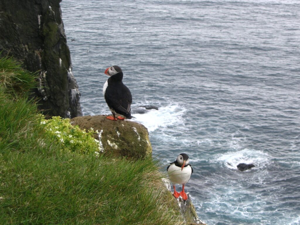 An Atlantic puffin standing on the grassy clifftop at Látrabjarg, Iceland, with the sea in the background