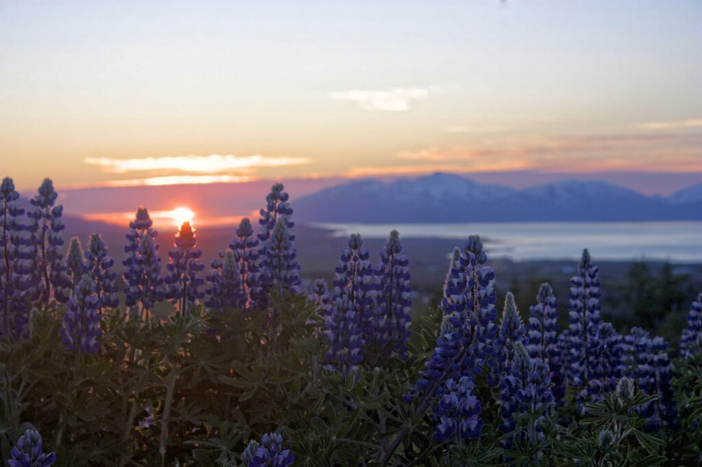 Lupine wildflowers near Ísafjörður, Iceland, lit by the low midnight sun in June
