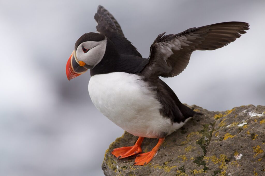 Atlantic puffin spreading its wings on a cliff edge in Iceland's Westfjords