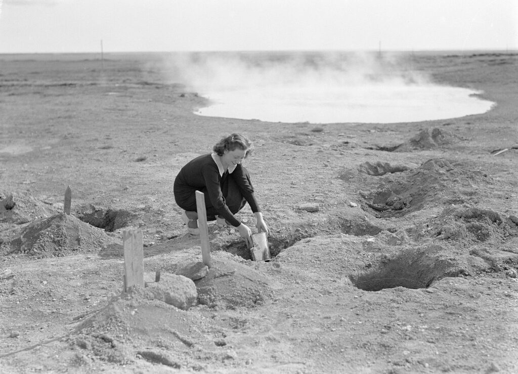 A young woman in Iceland placing a tin container of dough into hot geothermal ground to bake bread, photographed in 1934.