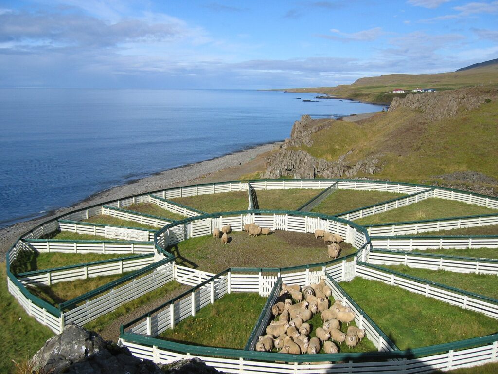 Sheep packed into a traditional Icelandic stone sorting pen (réttir) with people standing among them during the annual round-up.