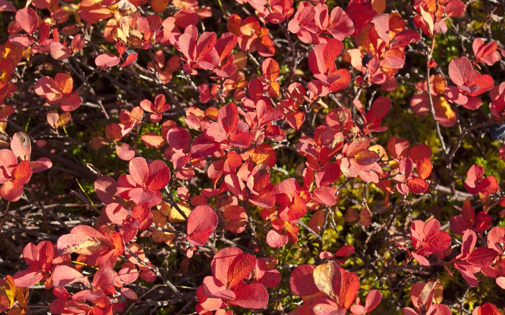 Ripe blue-black bog bilberries (Vaccinium uliginosum) on low green shrubs in autumn in Iceland.