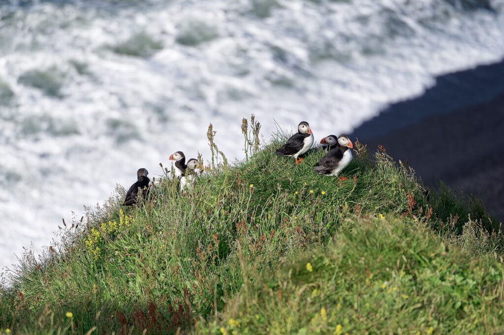 A colony of Atlantic puffins standing on a grassy sea cliff on the Dyrhólaey peninsula in Iceland.