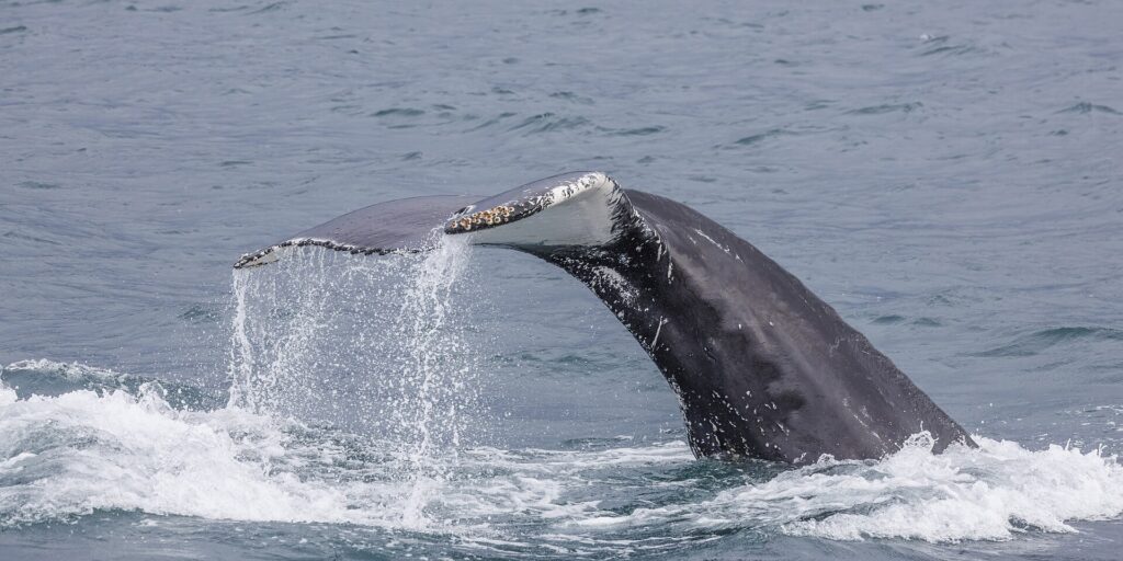 A humpback whale diving and showing its tail fluke in an Icelandic fjord