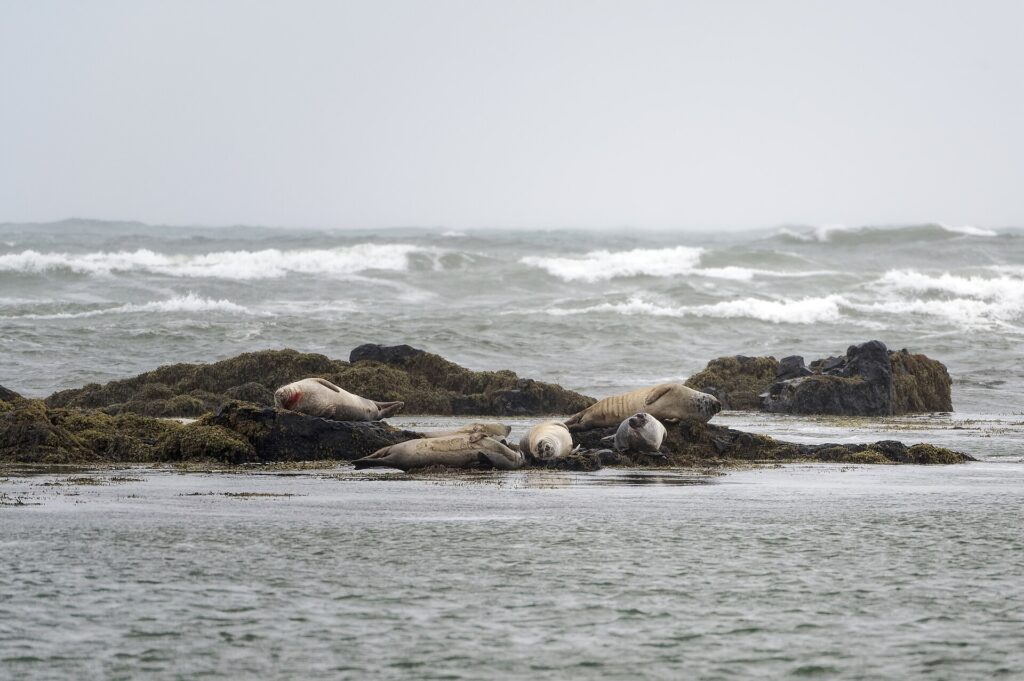 Harbour seals resting on rocks at Ytri-Tunga Beach on the south coast of Snæfellsnes, Iceland