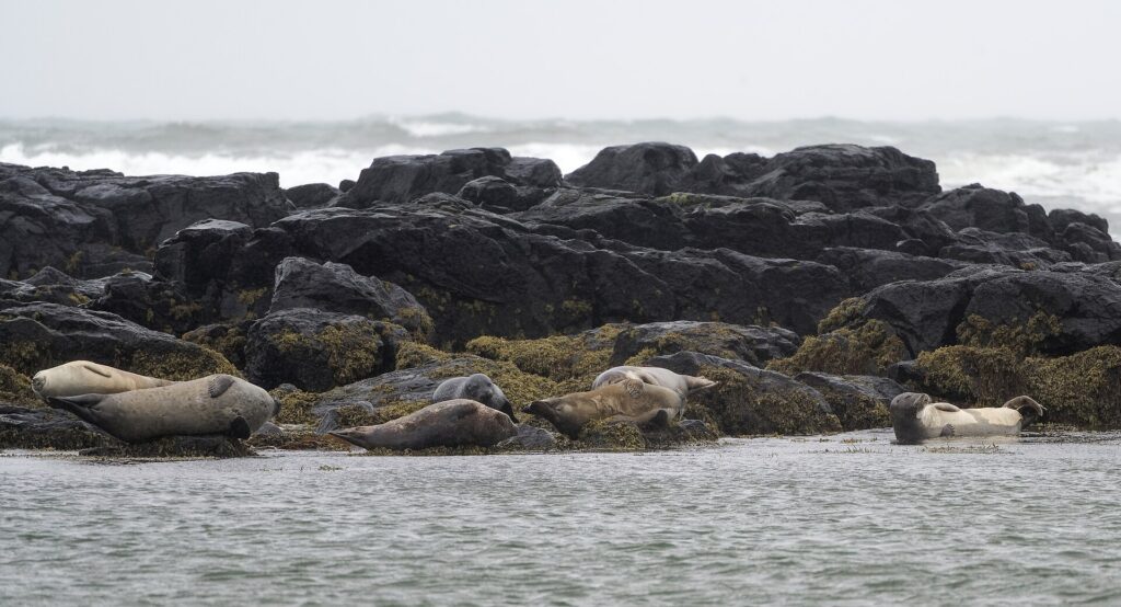 Harbour seals hauled out on rocks at Ytri-Tunga Beach, Iceland, with golden sand and shallow water in the foreground.