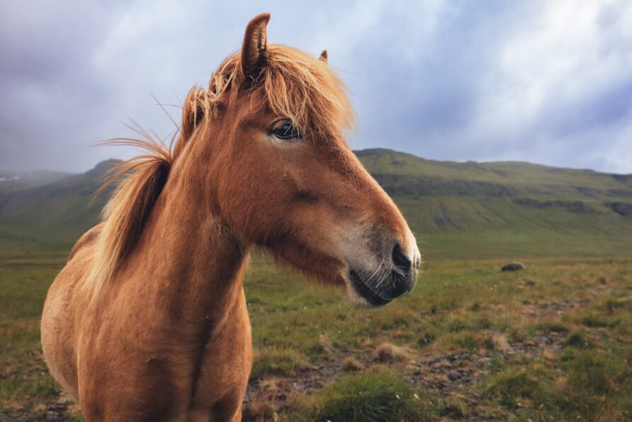 Staying Safe in Heavy Icelandic Winds